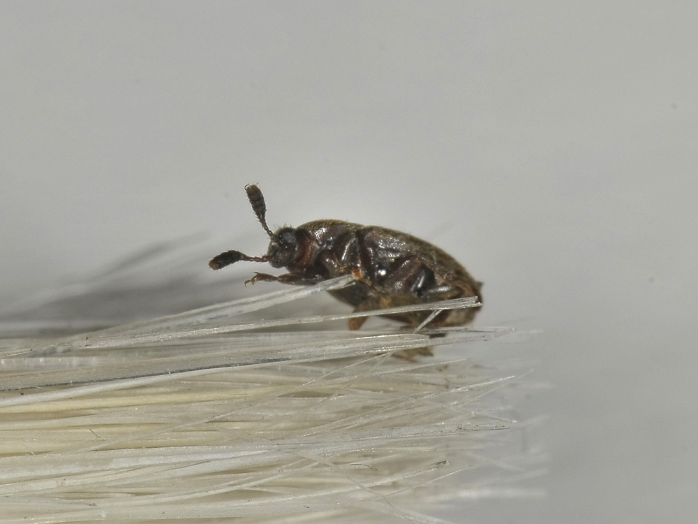 Colonidae?